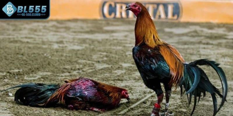 Gà Peru chuyên nghiệp