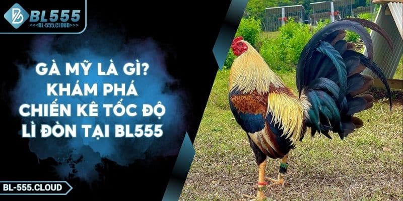 Gà Mỹ Là Gì? Khám Phá Chiến Kê Tốc Độ Lì Đòn Tại BL555 4 Gà Mỹ Là Gì? Khám Phá Chiến Kê Tốc Độ Lì Đòn Tại BL555