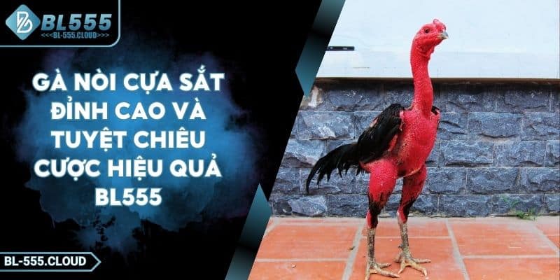 Gà Nòi Cựa Sắt Đỉnh Cao Và Tuyệt Chiêu Cược Hiệu Quả BL555 6 Gà Nòi Cựa Sắt Đỉnh Cao Và Tuyệt Chiêu Cược Hiệu Quả BL555