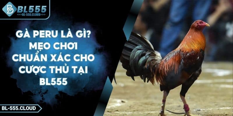 Gà Peru Là Gì? Mẹo Chơi Chuẩn Xác Cho Cược Thủ Tại BL555 5 Gà Peru Là Gì? Mẹo Chơi Chuẩn Xác Cho Cược Thủ Tại BL555